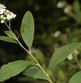 tavolník  <i>(Spiraea ×microthyrsa)</i> / Květ/Květenství