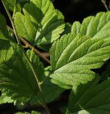 tavolník čínský <i>(Spiraea chinensis)</i> / List