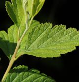 tavolník čínský <i>(Spiraea chinensis)</i> / List