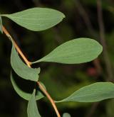 tavolník třezalkolistý <i>(Spiraea hypericifolia)</i> / List