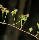 tavolník třezalkolistý <i>(Spiraea hypericifolia)</i> / Plod