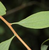 tavolník třezalkolistý <i>(Spiraea hypericifolia)</i> / List