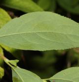 tavolník Fauriův <i>(Spiraea faurieana)</i> / List