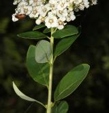 tavolník chlupatoplodý <i>(Spiraea trichocarpa)</i> / Květ/Květenství