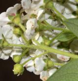 tavolník chlupatoplodý <i>(Spiraea trichocarpa)</i> / Květ/Květenství