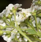 tavolník chlupatoplodý <i>(Spiraea trichocarpa)</i> / Květ/Květenství