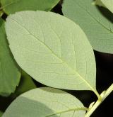 tavolník chlupatoplodý <i>(Spiraea trichocarpa)</i> / List