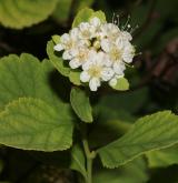 tavolník  <i>(Spiraea betulifolia var. aemiliana)</i> / Květ/Květenství