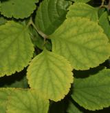 tavolník  <i>(Spiraea betulifolia var. aemiliana)</i> / List