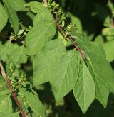 zimolez zlatokvětý <i>(Lonicera chrysantha)</i> / List