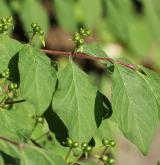 zimolez zlatokvětý <i>(Lonicera chrysantha)</i> / List