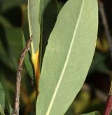 vrba Kochova <i>(Salix kochiana)</i> / List