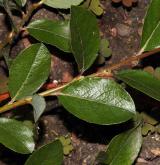 vrba Cottetova <i>(Salix ×cottetii)</i> / List