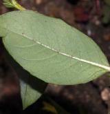 vrba Cottetova <i>(Salix ×cottetii)</i> / List
