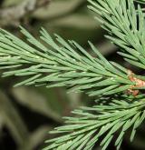 smrk Balfourův <i>(Picea balfouriana)</i> / List