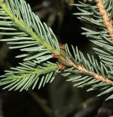 smrk Balfourův <i>(Picea balfouriana)</i> / List