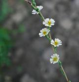 locika vrbová <i>(Lactuca saligna)</i> / Květ/Květenství