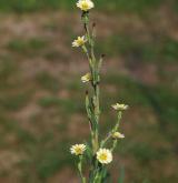 locika vrbová <i>(Lactuca saligna)</i> / Květ/Květenství