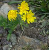 jestřábník alpský <i>(Hieracium alpinum)</i> / Květ/Květenství