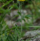 jestřábník huňatý <i>(Hieracium villosum)</i> / Habitus