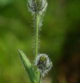 jestřábník trubkovitý <i>(Hieracium tubulosum)</i> / Květ/Květenství