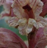 záraza bílá <i>(Orobanche alba)</i> / Květ/Květenství