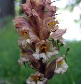 záraza bílá <i>(Orobanche alba)</i> / Květ/Květenství