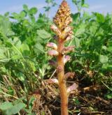 záraza menší <i>(Orobanche minor)</i> / Habitus