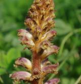 záraza menší <i>(Orobanche minor)</i> / Květ/Květenství