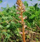 záraza menší <i>(Orobanche minor)</i> / Habitus