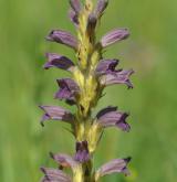 záraza nachová <i>(Orobanche purpurea)</i> / Květ/Květenství