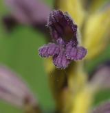 záraza nachová <i>(Orobanche purpurea)</i>