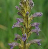záraza nachová <i>(Orobanche purpurea)</i> / Květ/Květenství