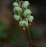 hruštička zelenokvětá <i>(Pyrola chlorantha)</i> / Květ/Květenství