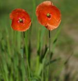 mák Lecoqův <i>(Papaver lecoqii)</i> / Habitus