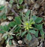 pískavice thesalská <i>(Trigonella monspeliaca)</i>