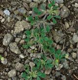 pískavice thesalská <i>(Trigonella monspeliaca)</i> / Habitus