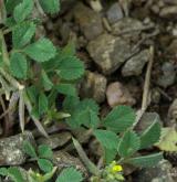 pískavice thesalská <i>(Trigonella monspeliaca)</i> / Habitus