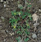 pískavice thesalská <i>(Trigonella monspeliaca)</i> / Habitus