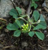 pískavice thesalská <i>(Trigonella monspeliaca)</i>