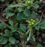 pískavice thesalská <i>(Trigonella monspeliaca)</i> / Habitus