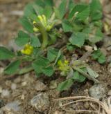 pískavice thesalská <i>(Trigonella monspeliaca)</i> / Habitus