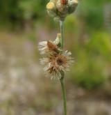 protěž žlutobílá <i>(Pseudognaphalium luteoalbum)</i>