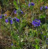 rozrazil chudobkovitý <i>(Veronica bellidioides)</i> / Habitus