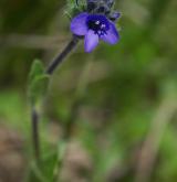 rozrazil chudobkovitý <i>(Veronica bellidioides)</i> / Květ/Květenství