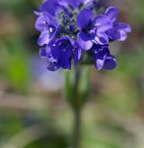 rozrazil chudobkovitý <i>(Veronica bellidioides)</i> / Květ/Květenství