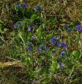 rozrazil chudobkovitý <i>(Veronica bellidioides)</i> / Porost