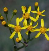 starček zlatý <i>(Senecio doria)</i> / Květ/Květenství
