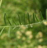 vikev tenkolistá <i>(Vicia tenuifolia)</i> / List