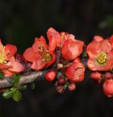 kdoulovec japonský <i>(Chaenomeles japonica)</i> / Květ/Květenství